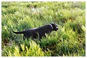 pointing labrador