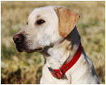 labrador puppy