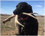 antler puppies